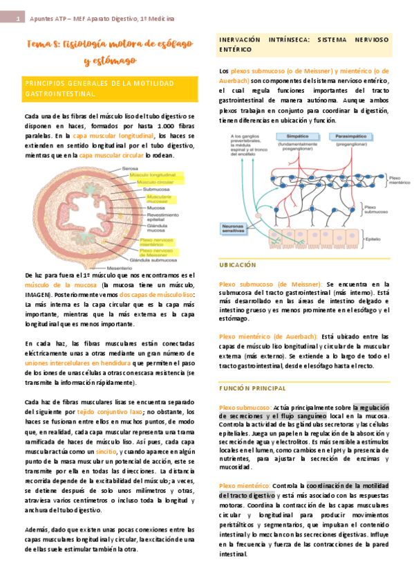Miniatura del documento tema-8-ap-digest-fisio.pdf