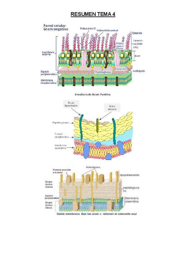 Miniatura del documento RESUMEN-TEMA-4material-de-examen.pdf