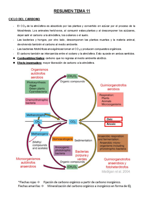 Miniatura del documento RESUMEN-TEMA-11material-de-examen.pdf