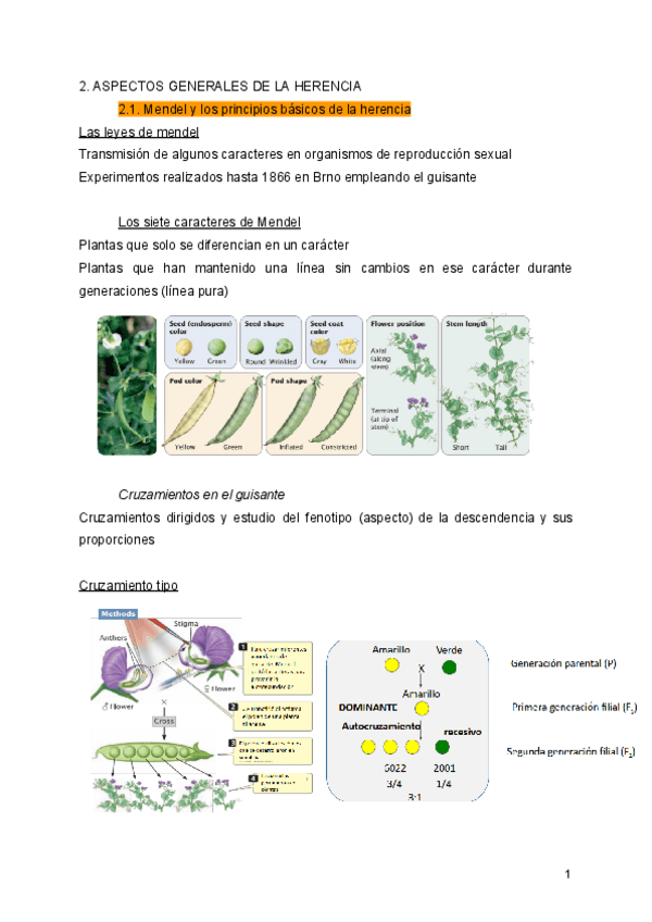 Miniatura del documento Tema-2-genetica.pdf