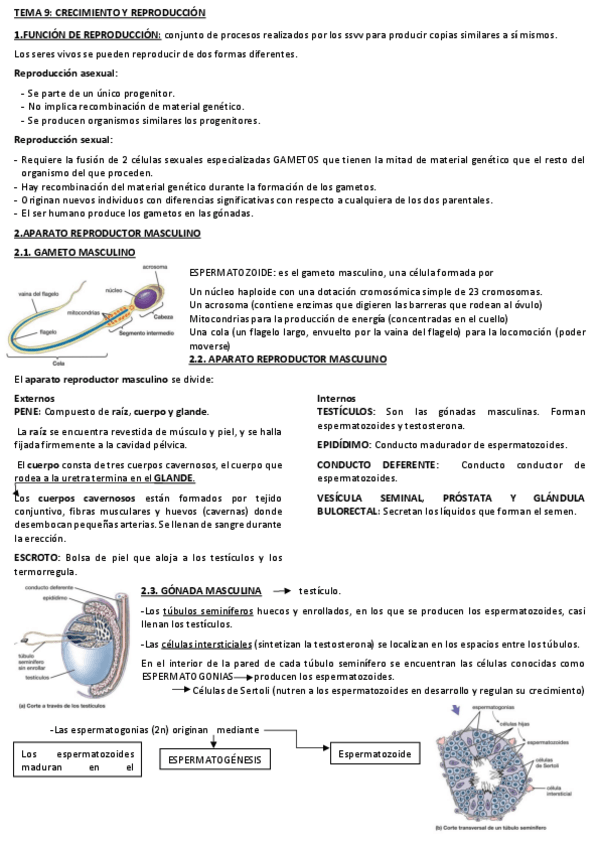 Miniatura del documento TEMA9-REPRODUCCION-Y-CRECIMIENTO.pdf