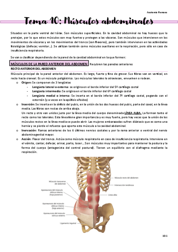 Miniatura del documento Tema-10-Musculos-abdominales.pdf