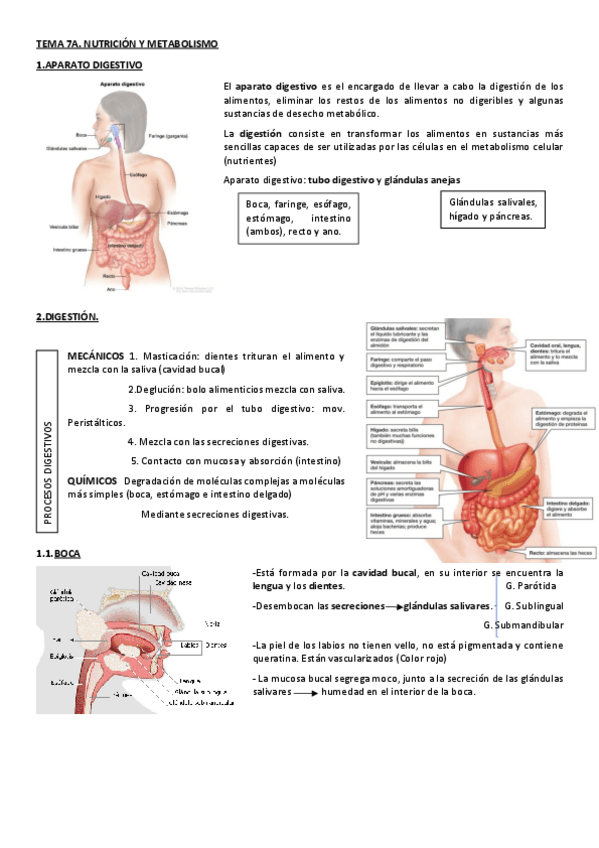 Miniatura del documento TEMA-7A.NUTRICION-Y-METABOLISMO.pdf