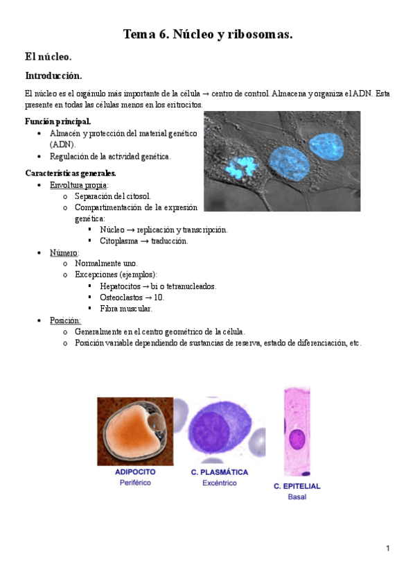 Miniatura del documento Tema-6.-Nucleo-y-ribosomas..pdf