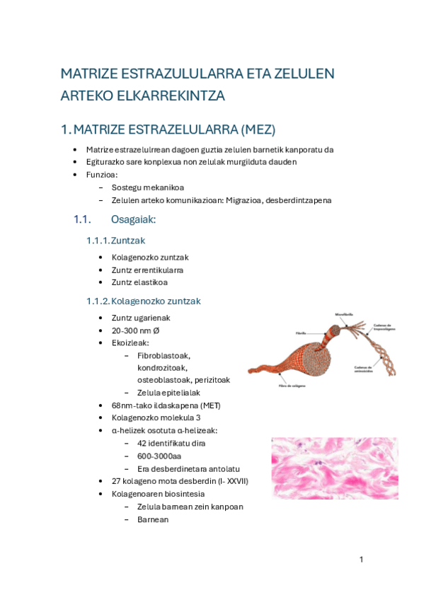 Miniatura del documento 4.-Matrize-estrazelularra.pdf