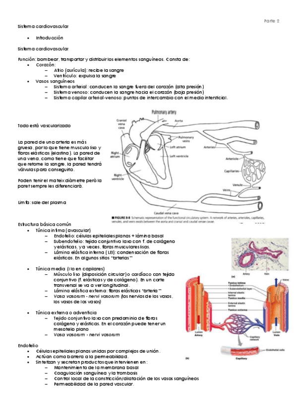 Miniatura del documento Sistema cardiovascular Bea.pdf