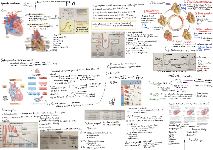 Miniatura del documento bloque-4-Cardiovascular-fisiolgia-ESQUEMA.pdf