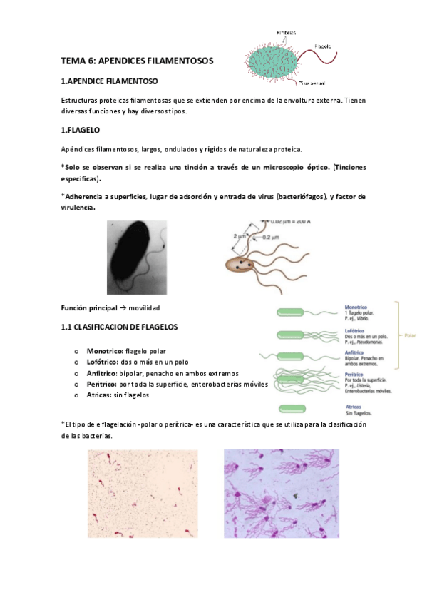 Miniatura del documento TEMA-6-APENDICES-FILAMENTOSOS.pdf