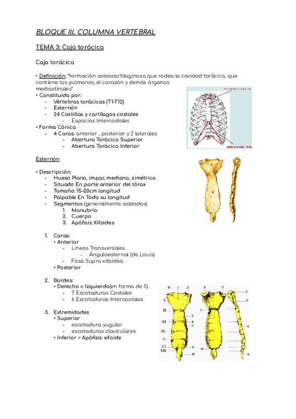 Miniatura del documento BLOQUE-Ill-A-tema-3-caja-toracica.pdf