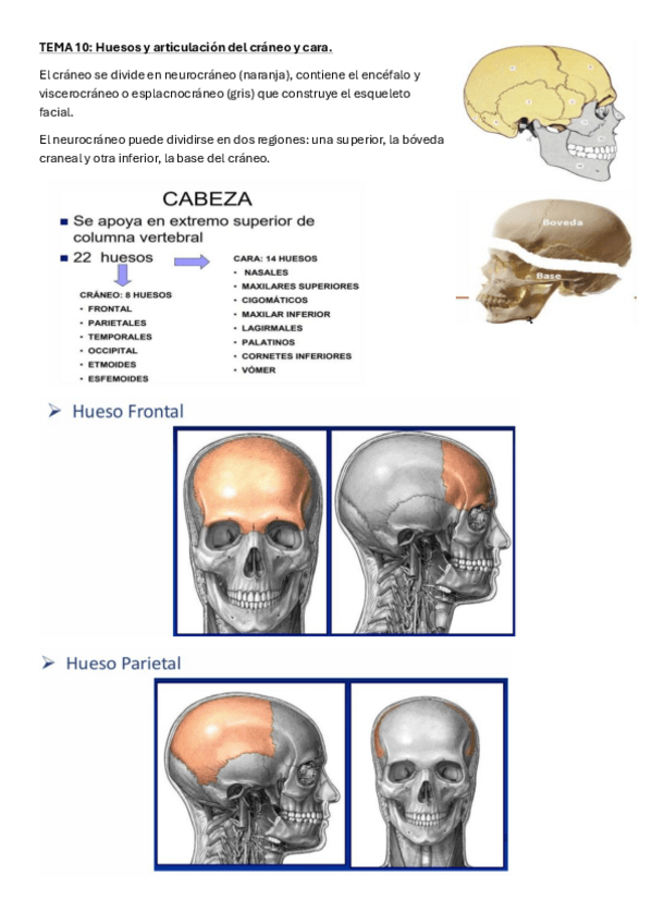 Miniatura del documento TEMA-10-Huesos-y-articulaciones-del-craneo-y-de-la-cara.pdf