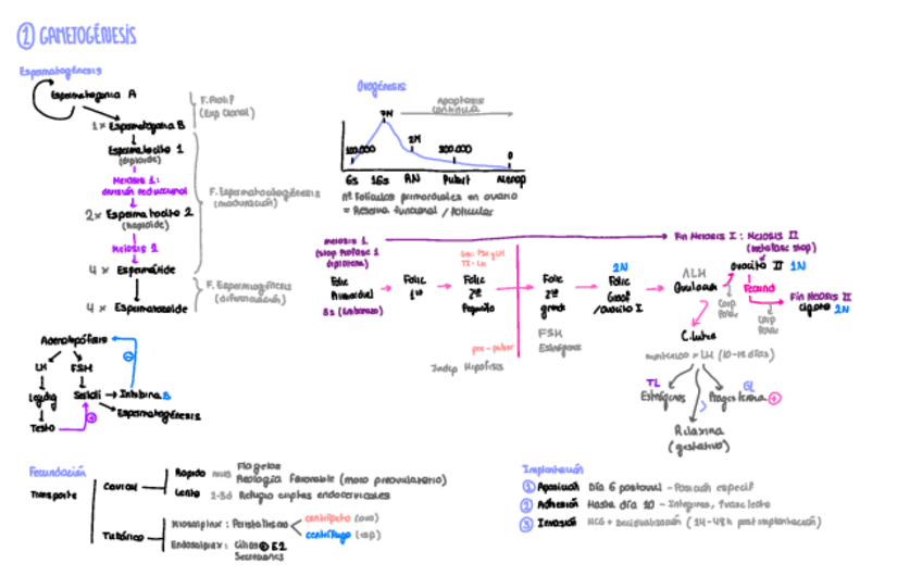 Miniatura del documento Esquemas-Gine.pdf
