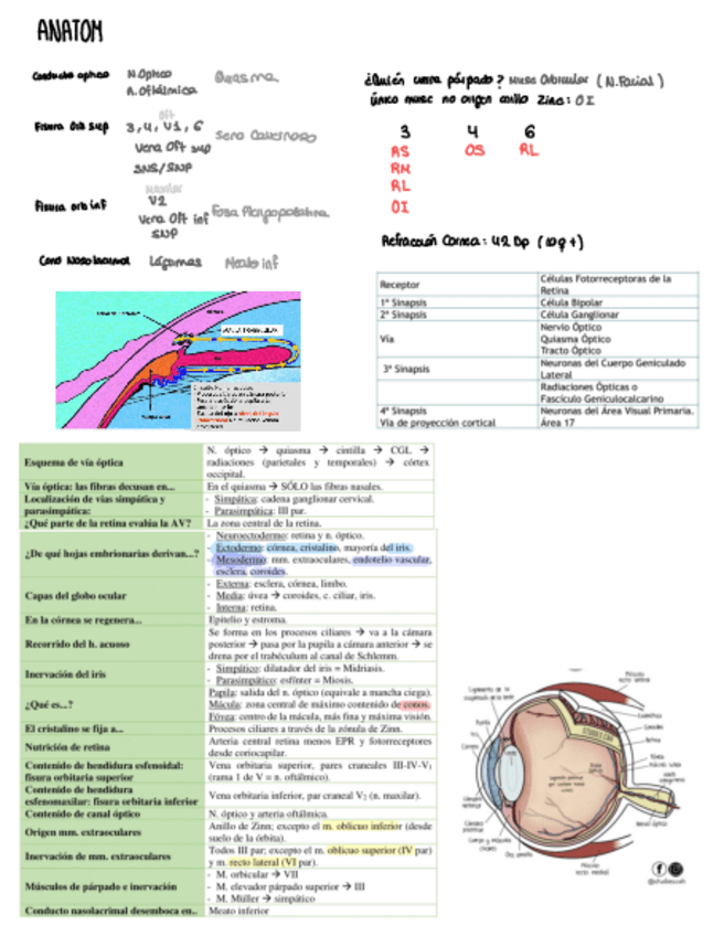 Miniatura del documento Esquemas-Oftalmo.pdf