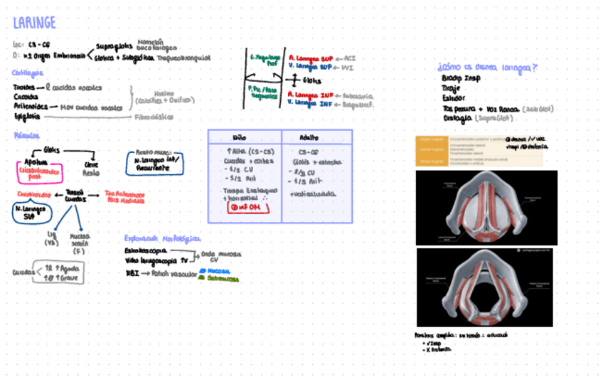 Miniatura del documento Esquemas-ORL.pdf