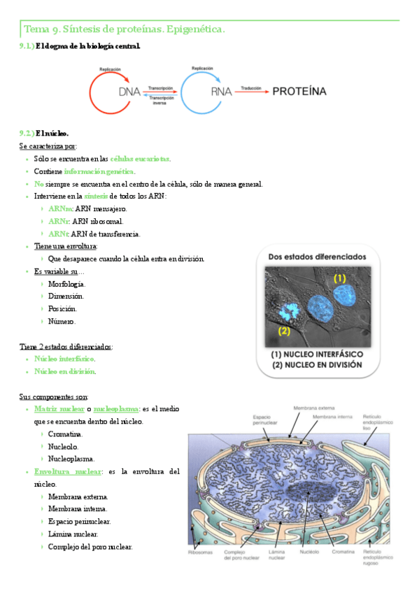 Miniatura del documento Tema-9.-Sintesis-de-proteinas.-Epigenetica..pdf