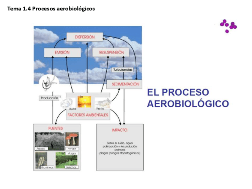 Miniatura del documento Tema-6.-Procesos-aerobiologicos.pdf