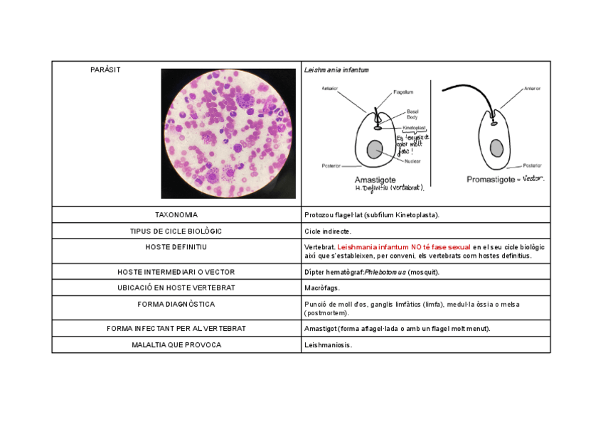 Miniatura del documento Practica-protozooz.pdf