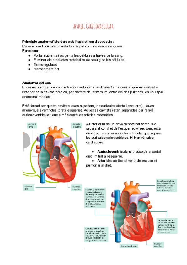 Miniatura del documento Resum-aparell-cardiovascular.pdf