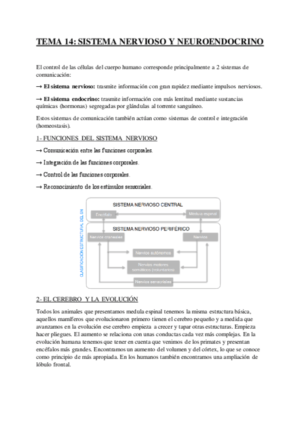 Miniatura del documento TEMA-14-SISTEMA-NERVIOSO-Y-NEUROENDOCRINO.pdf