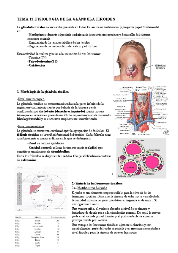Miniatura del documento Fisiología de la glándula tiroides.pdf