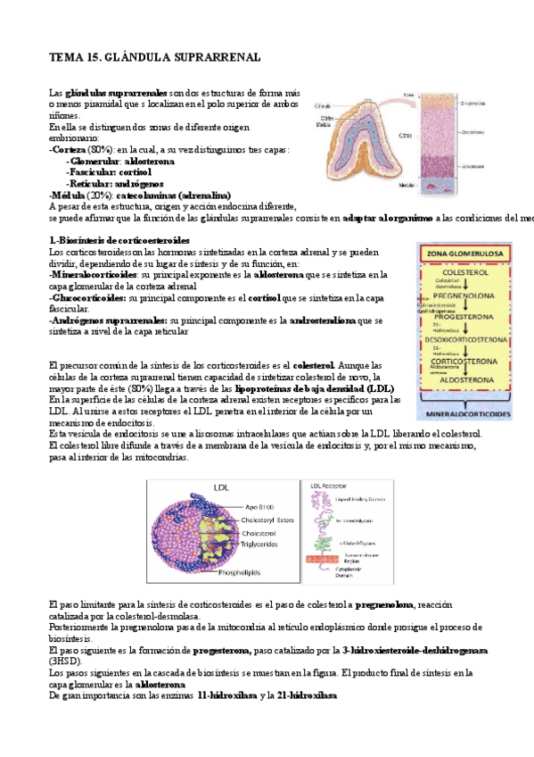 Miniatura del documento Glándula suprarrenal.pdf