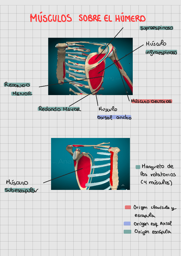 Miniatura del documento MUSCULOS-PARTE-SUPERIOR241106134057.pdf