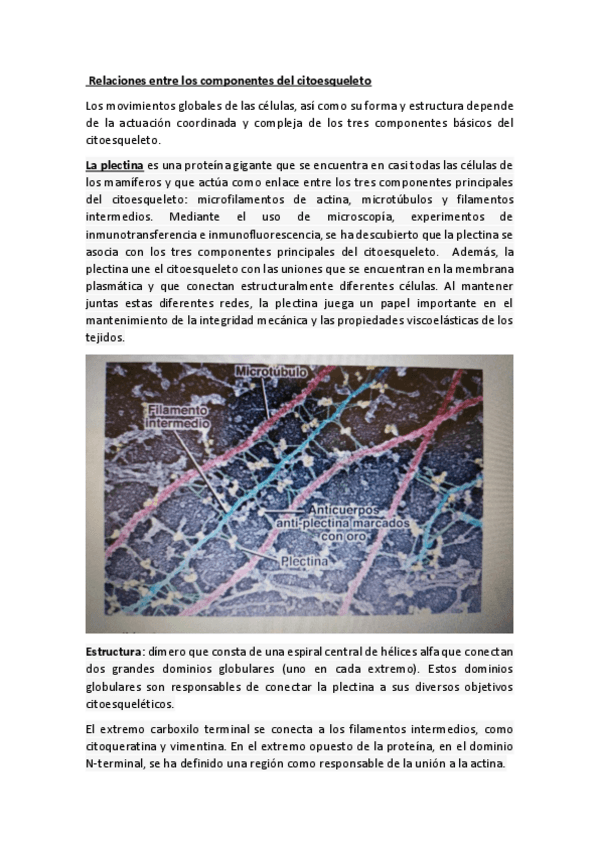 Miniatura del documento Seminario-relaciones-entre-los-componentes-del-citoesqueleto.pdf