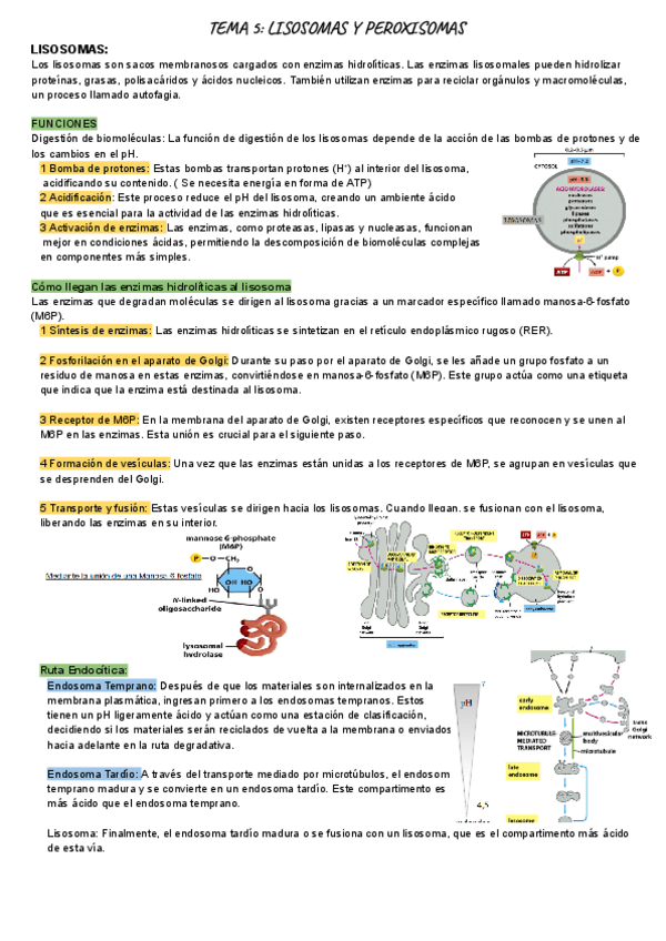 Miniatura del documento 5.3-biologialisosomas-y-peroxisomas.pdf