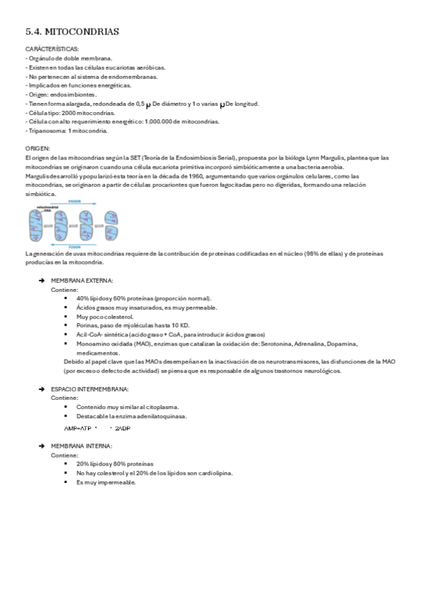 Miniatura del documento 5.4.-biologiamitocondrias.pdf