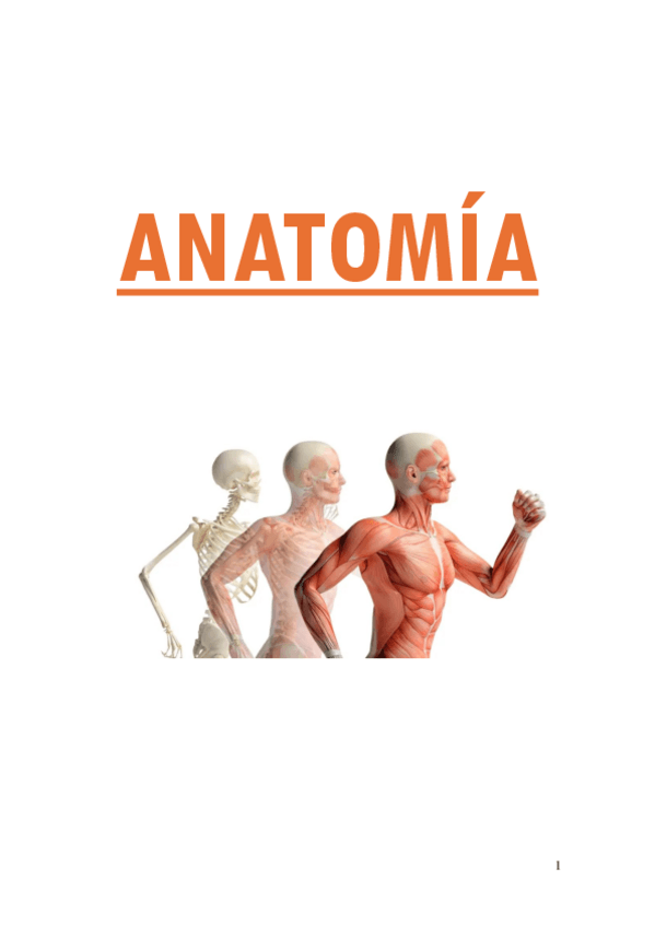 Miniatura del documento 1-Anatomia-limpio.pdf