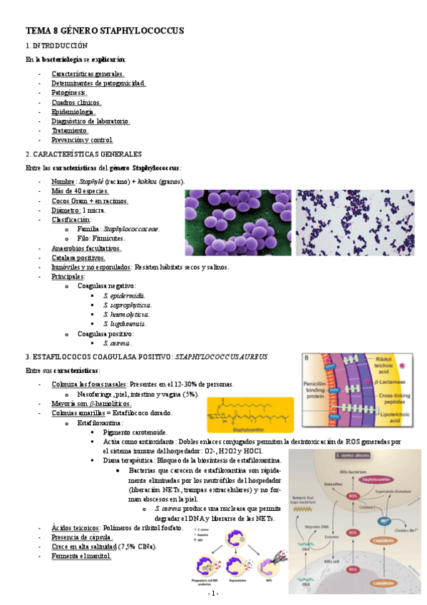 Miniatura del documento MICROBIOLOGIA-TEMA-8-GENERO-STAPHYLOCOCCUS.pdf