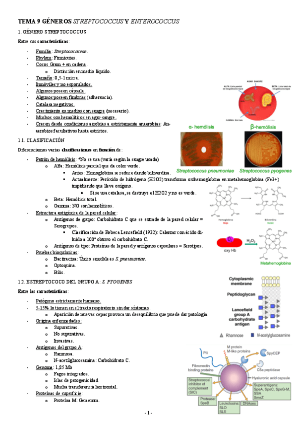 Miniatura del documento MICROBIOLOGIA-TEMA-10-GENEROS-STREPTOCOCCUS-Y-ENTEROCOCCUS.pdf