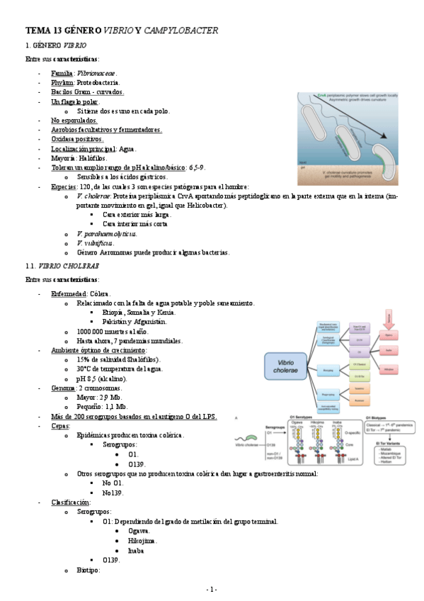 Miniatura del documento MICROBIOLOGIA-TEMA-13-GENERO-VIBRIO-Y-CAMPYLOBACTER.pdf