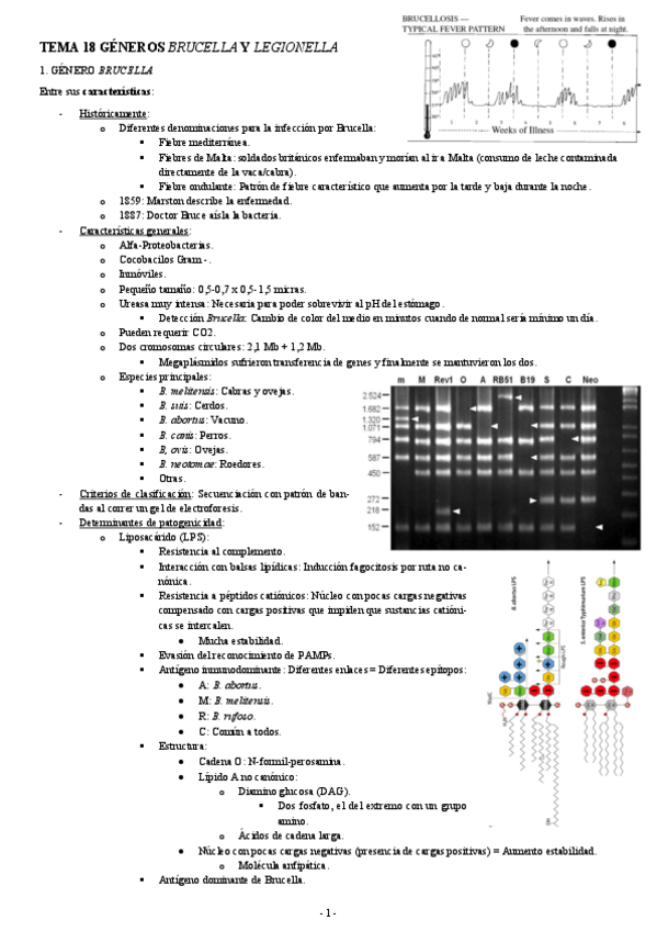 Miniatura del documento MICROBIOLOGIA-TEMA-18-GENEROS-BRUCELLA-Y-LEGIONELLA.pdf