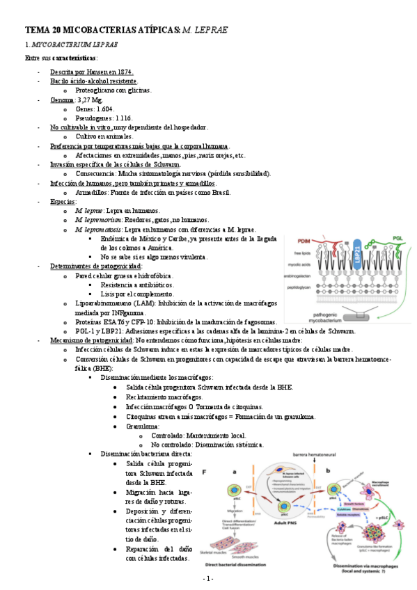 Miniatura del documento MICROBIOLOGIA-TEMA-20-MICOBACTERIAS-ATIPICAS-M.-LEPRAE.pdf
