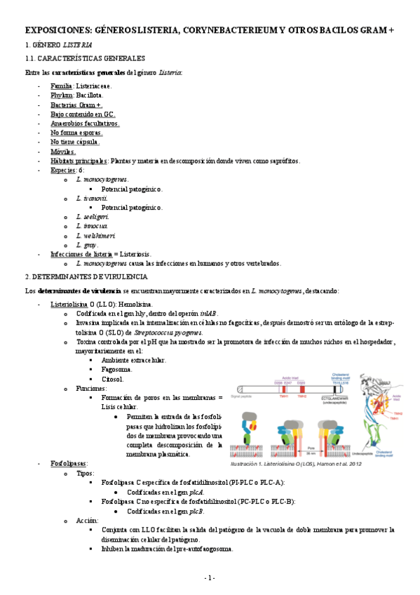 Miniatura del documento EXPOSICIONES-Tema-15-GENEROS-LISTERIA-CORYNEBACTERIEUM-Y-OTROS-BACILOS-GRAM-.pdf