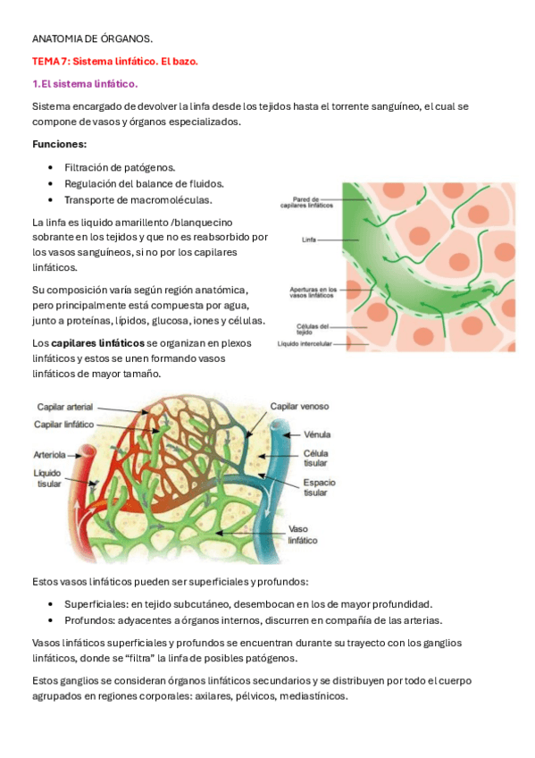 Miniatura del documento Tema-7-Sistema-linfatico-Bazo-Anatomia-de-Organos.pdf