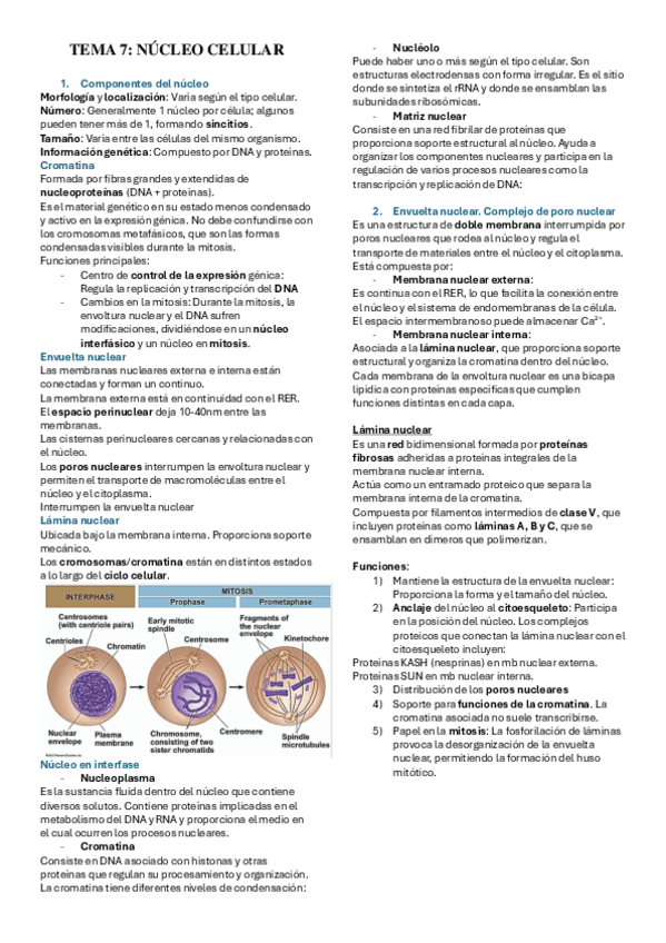 Miniatura del documento TEMA-7-Biologia-celular.pdf