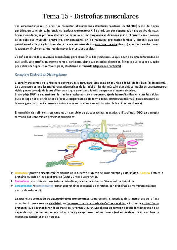 Miniatura del documento Tema-15-Distrofias-musculares-CON-ANOTACIONES.pdf