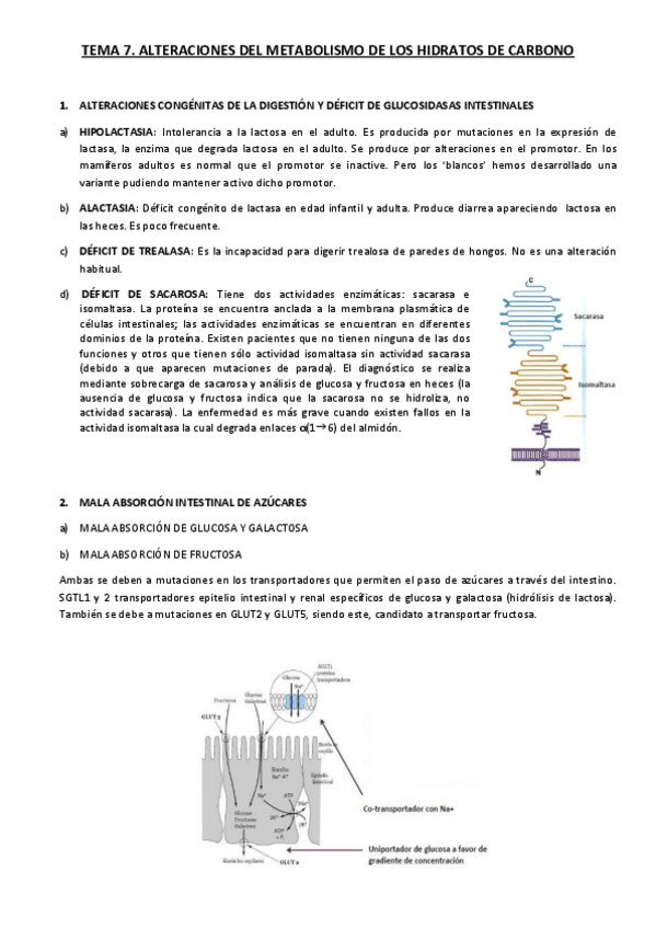Miniatura del documento TEMA-7.-Alteraciones-del-metabolismo-de-los-hidratos-de-carbono..pdf