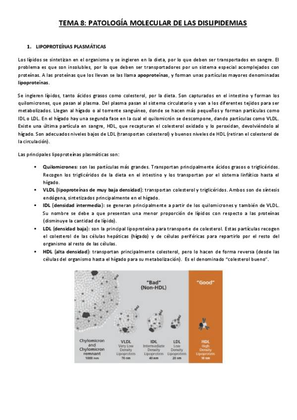 Miniatura del documento Tema-8.-PatologIa-molecular-de-las-dislipidemias.pdf