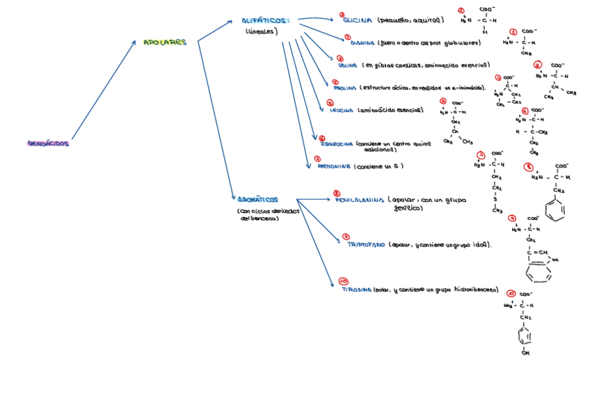 Miniatura del documento Esquema-Aminoacidos-Polares-Y-Apolares.pdf