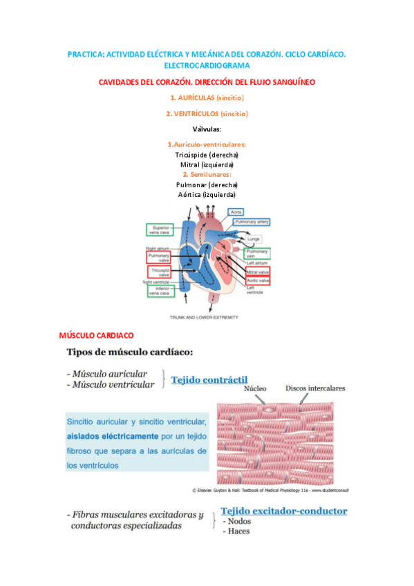 Miniatura del documento PRACTICA-ELECTROCARDIOGRAMA.pdf