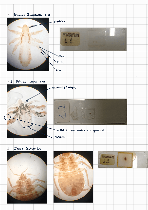 Miniatura del documento Practicas-Parasitologia-2024-2025.pdf