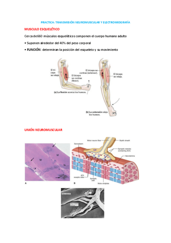 Miniatura del documento TRANSMISION-NEUROMUSCULAR-Y-ELECTROMIOGRAFIA.pdf