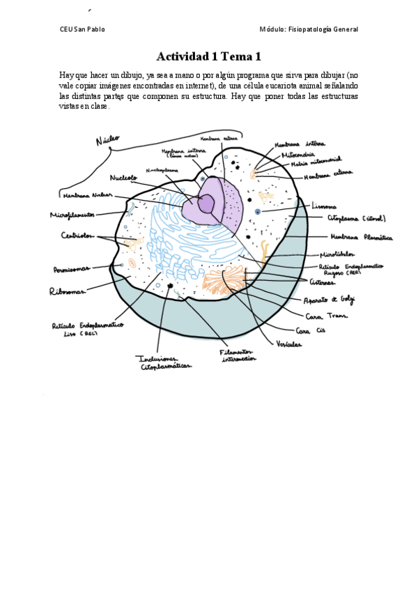 Miniatura del documento Dibujo-celula-eucariota-completa.pdf