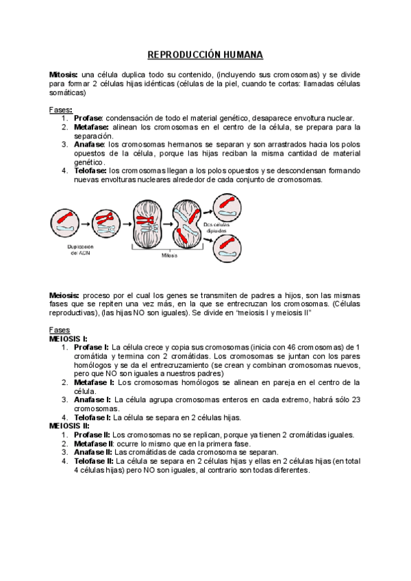 Miniatura del documento RESUMEN-BIOLOGIA.pdf