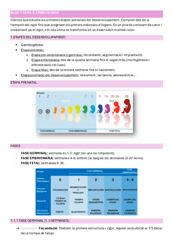 Miniatura del documento BLOC-1-TEMA-3-EMBRIOLOGIA.pdf