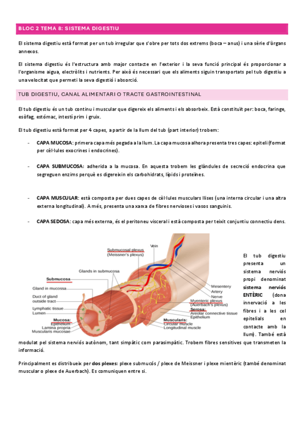 Miniatura del documento BLOC-2-TEMA-8-SISTEMA-DIGESTIU.pdf