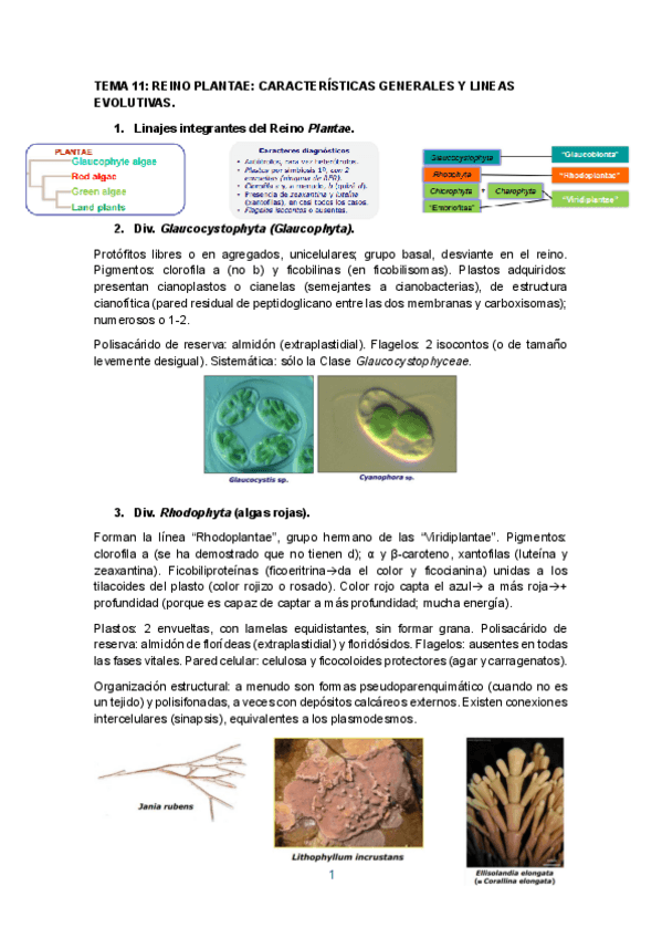 Miniatura del documento TEMA-11.pdf