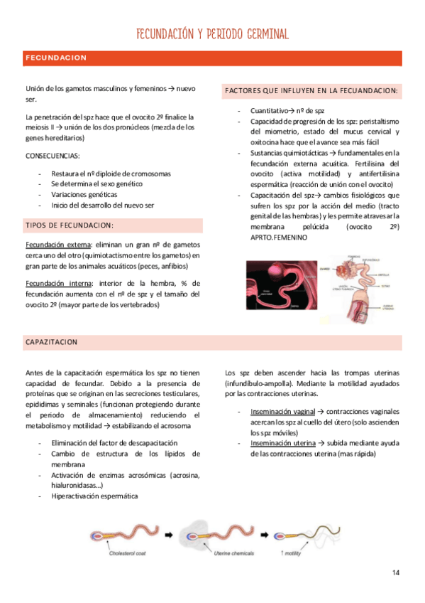 Miniatura del documento ANATOMIA-Fecundacion-e-Implantacion.pdf